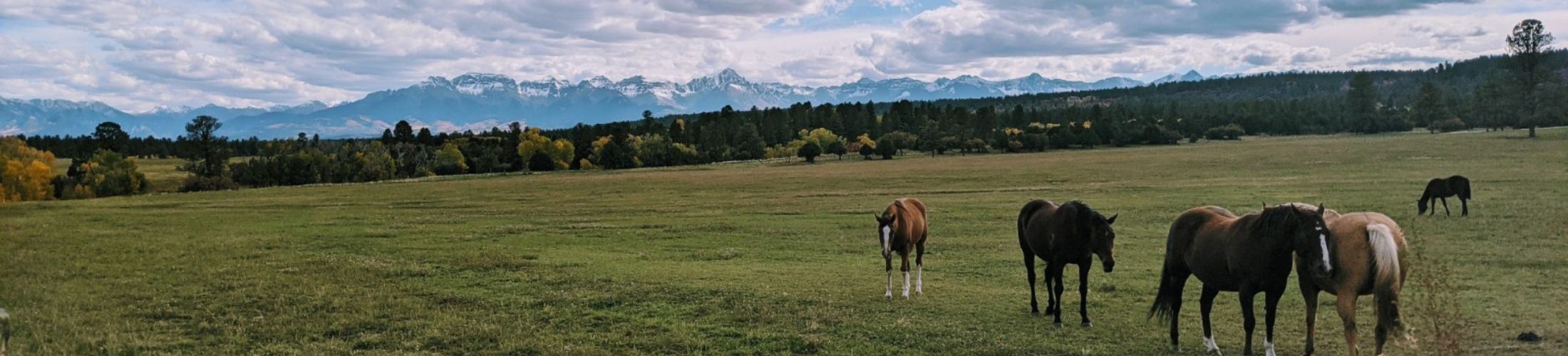 View of Horses on Log Hill